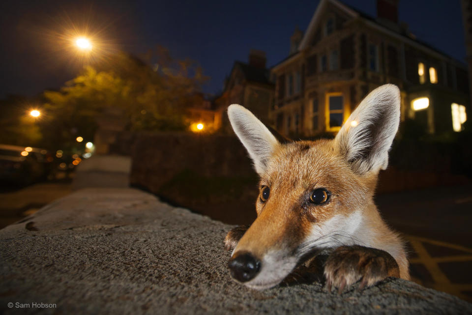 Nosy Neighbour