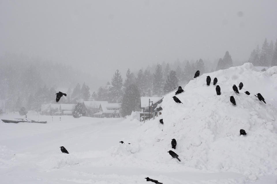 Birds gather on a mound of snow during a storm, Sunday, March 3, 2024, in Truckee, Calif. (AP Photo/Brooke Hess-Homeier)