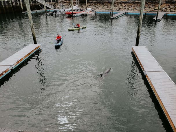 PHOTO: The International Fund for Animal Welfare's Cape Cod rescue team saved trapped dolphins. (IFAW)