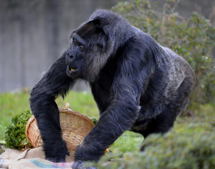 Gisela Allen is a fan of gorillas (Rex)