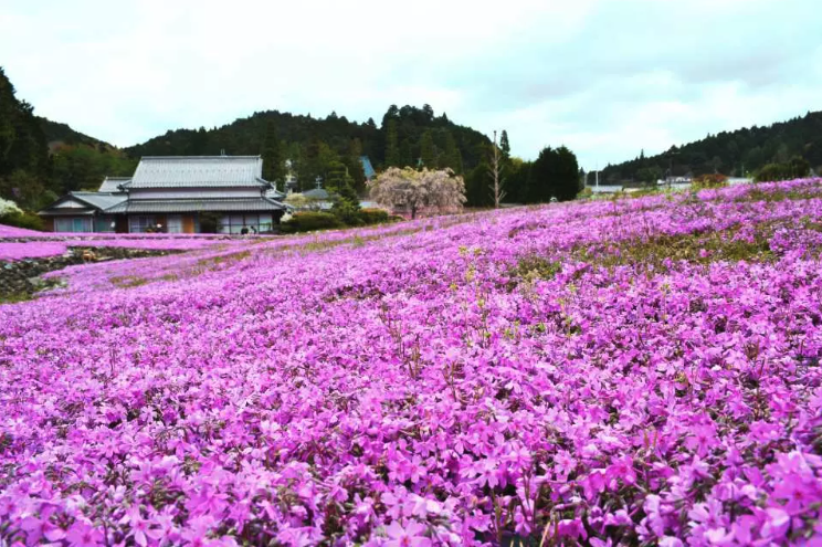 日本旅遊｜日本花季全攻略！一年四季花期、賞花景點推介一覽 4月紫藤花、鬱金香、芝櫻、粉蝶花