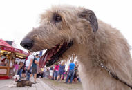 <p>An Irish Wolfhound dog looks around during an international dog and cat exhibition in Erfurt, Germany, June 16, 2018. (Photo: Jens Meyer/AP) </p>