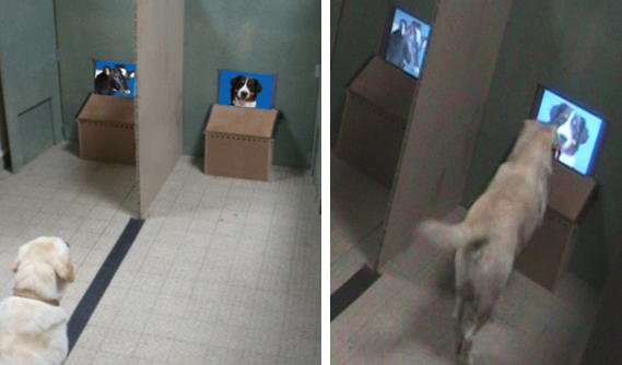 During the experiments, the dogs sat in front of the experimenter, on a line between the two screens. When hearing an order, the dogs expressed their choice by going to a given screen and putting a paw in front of the chosen image.