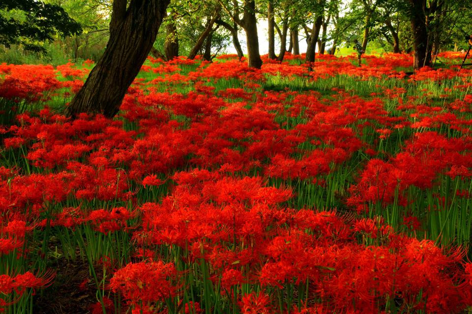 日本旅遊｜初秋必去~ 5大絕美彼岸花景點！逾500萬朵打造豔紅花海、期間限定曼珠沙華祭、琵琶湖+日落作背景