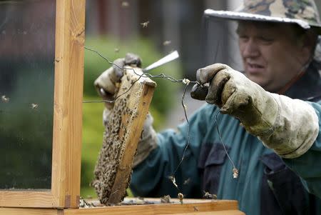 Beekeper Roman Linhart installs heat sensors to a honeycomb from a thermosolar hive in Chrudim May 25, 2015. REUTERS/David W Cerny