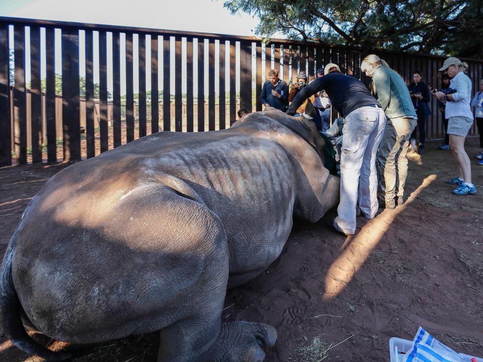 A team of wildlife vets perform an operation to rescue a rhino in South Africa in 2016.