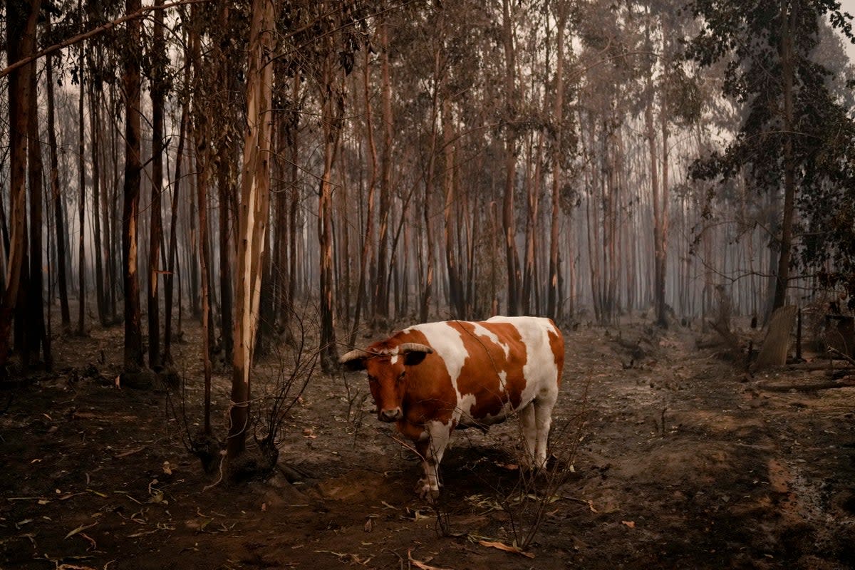 CHILE-INCENDIOS FORESTALES (AP)