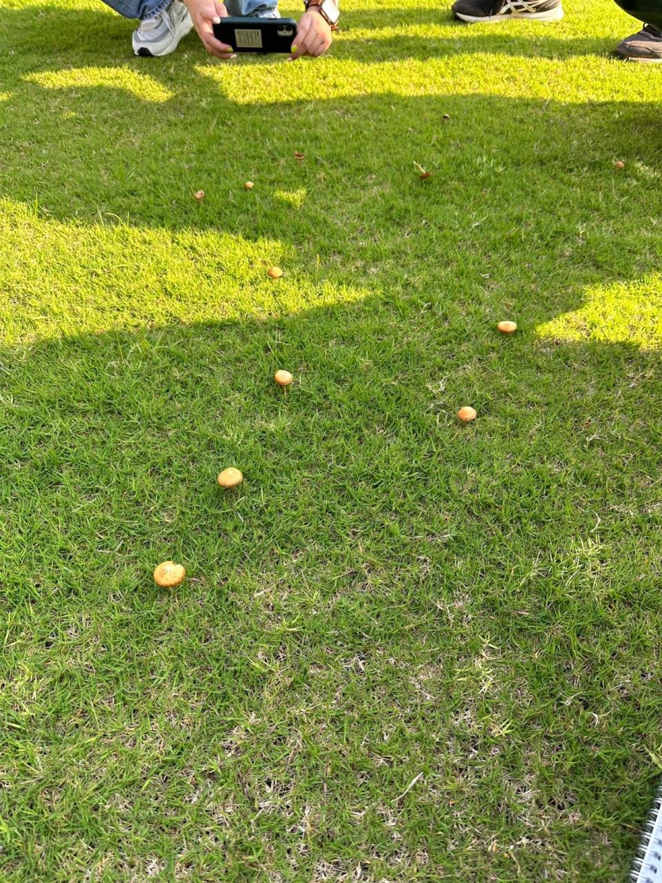 新竹棒球場除了排水問題外，又被發現濕到「長香菇」。（圖／市議員黃美慧提供）