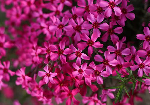 4) Creeping Phlox