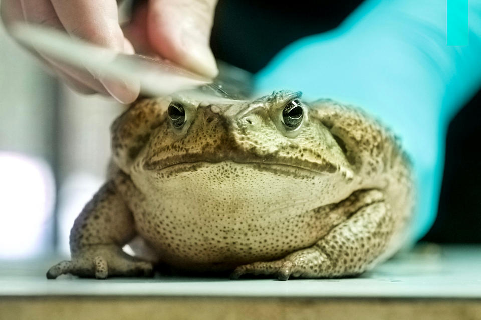 Image: TAIWAN-ENVIRONMENT-CONSERVATION-TOAD (Sam Yeh / AFP - Getty Images)