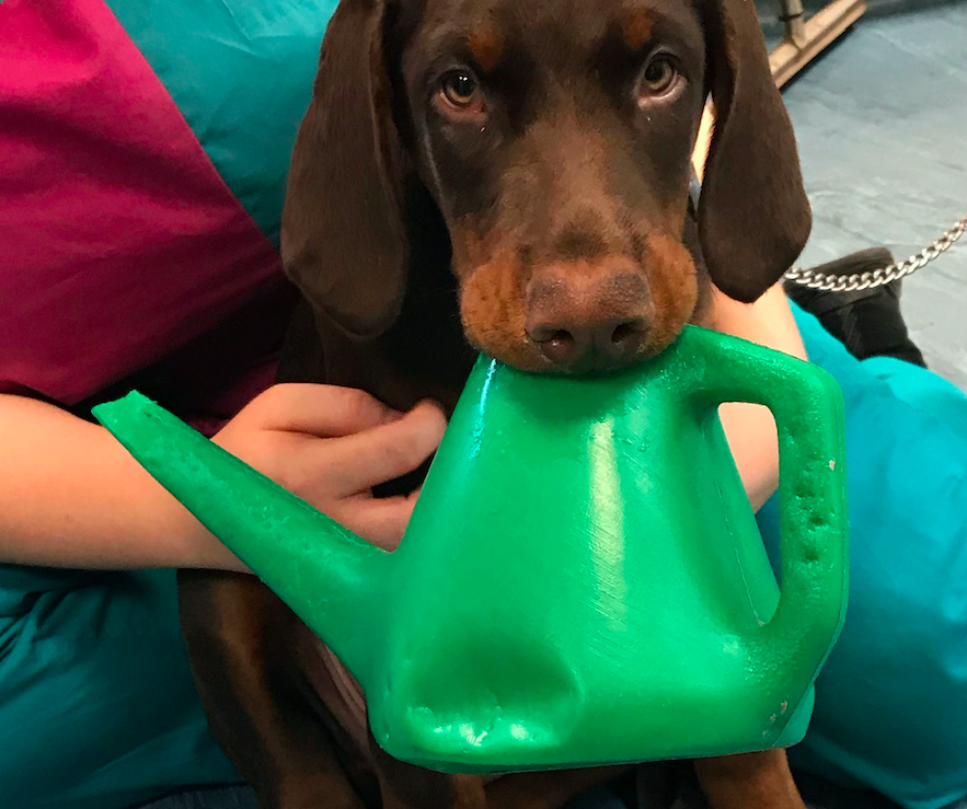 <em>Cassius somehow managed to get his mouth wedged into a watering can (PA)</em>