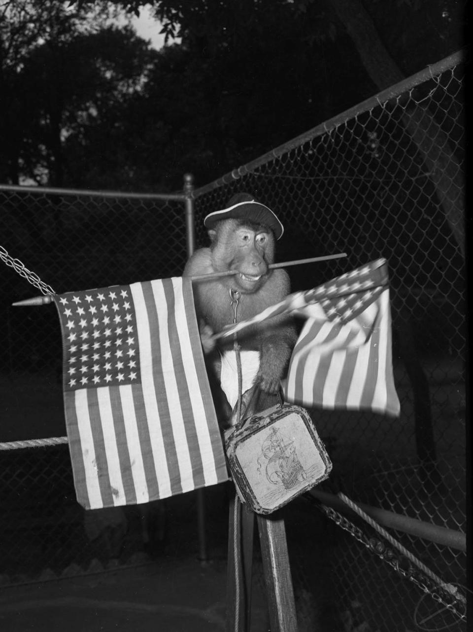 Aug. 5, 1941: One of the Forest Park Zoo’s new animal actors is “David,” a pigtailed monkey. He won the cheers of the crowd and his trainer Gilmore Fry with a patriotic wire act. David is holding two American flags, one in is mouth, and a case with the picture of a ship. He is wearing a hat and trousers as he balances on a pole.