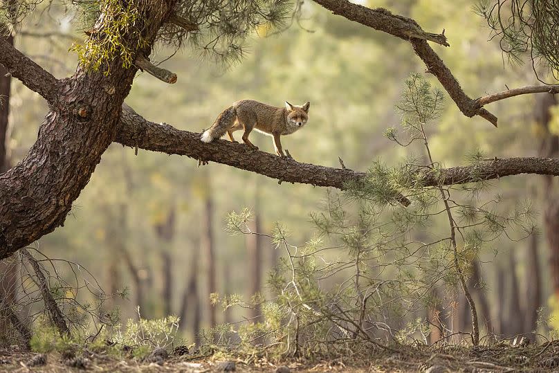 'The Tightrope Walker': Habitat winner.