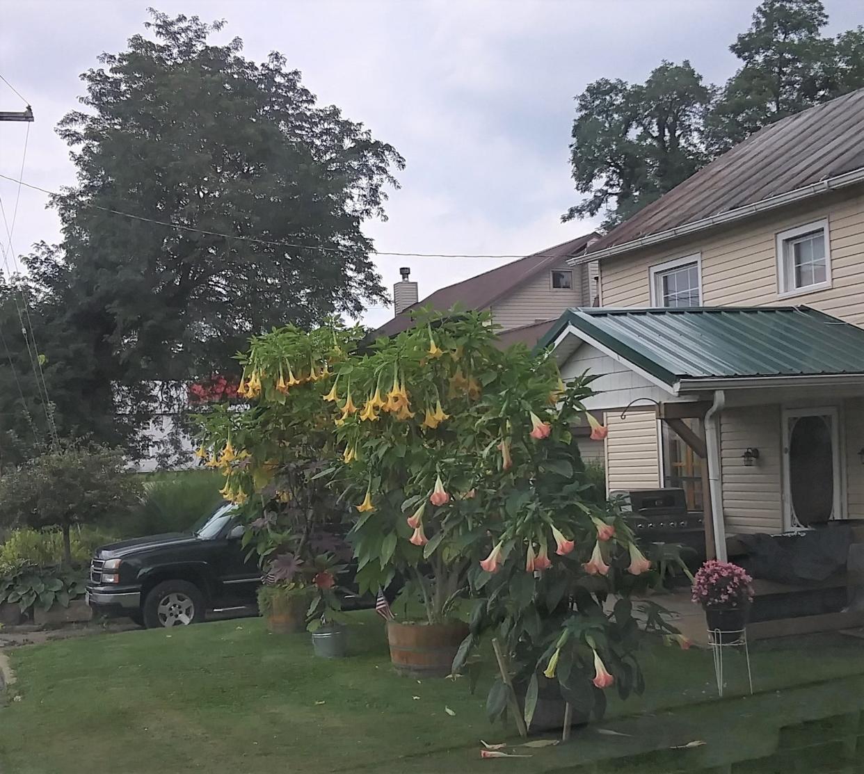 Angel’s trumpet, or Brugmansia, is planted in a front yard in Jeromesville. The angel’s trumpet is a heavy feeder and does the best with organic fertilizers.
