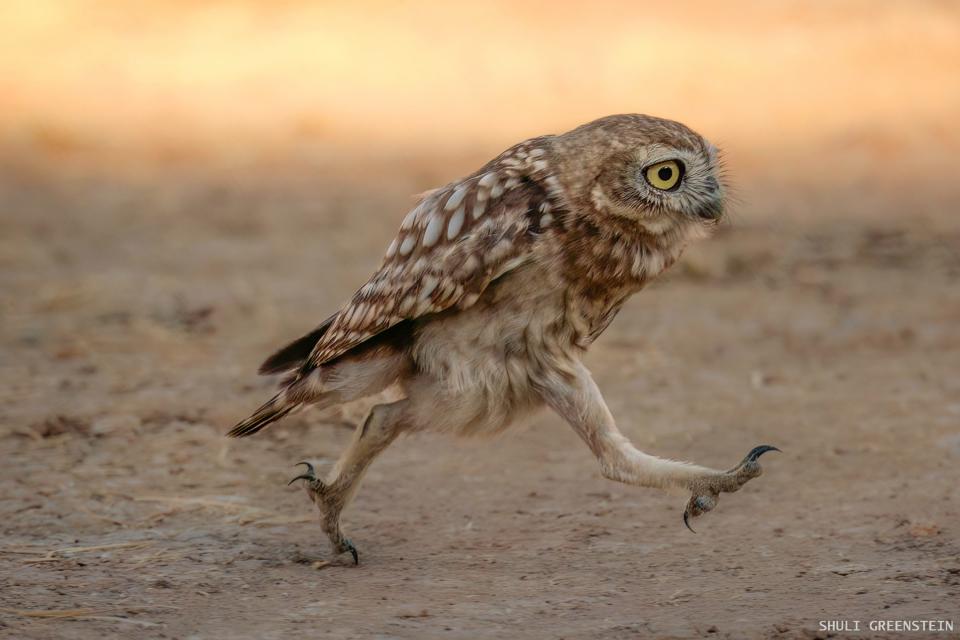 A little owl runs