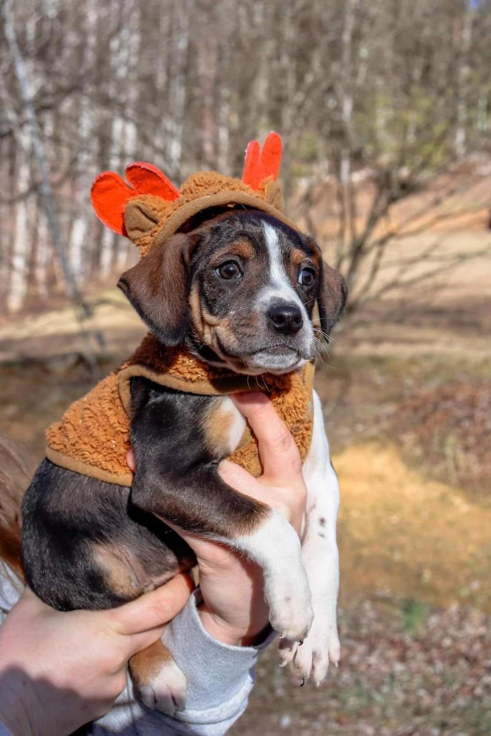 Sugar Cookie is still available at Krazy for K9s Rescue. She is described as “a pint-sized package with a built-in surround sound system ... a talkative hound."