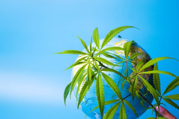 A hand holding cannabis leaves in front of a world globe.