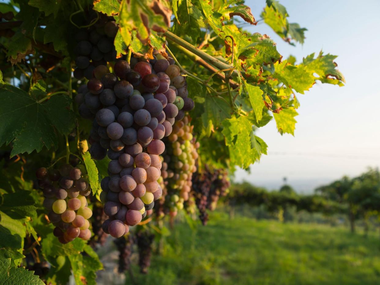 Corvina Veronese grapes on a vine in a vineyard in the Valpolicella area north of Verona in Italy