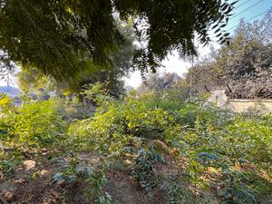 The Miyawaki Forest at Greater Noida plant