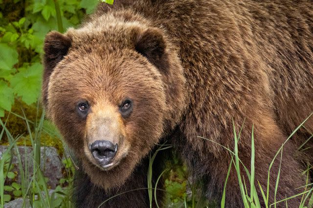 <p>Courtesy of Huna Totem Corporation</p> A brown bear seen near Icy Strait Point, a Native-owned port.