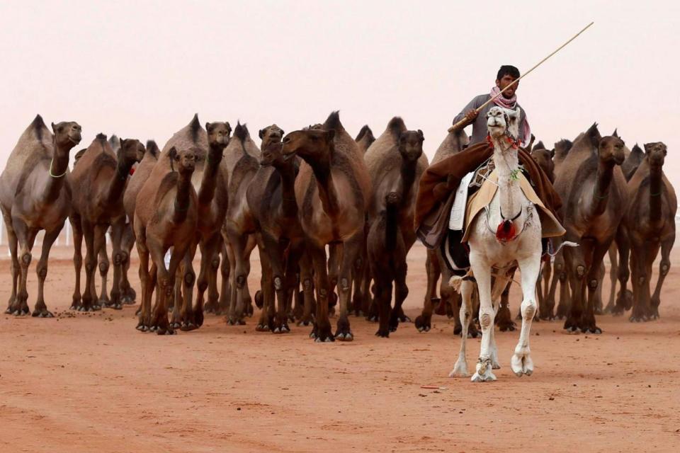 Festival: A Saudi man rides a camel he participates in the contest (REUTERS)