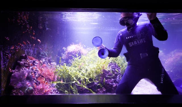 A diver at the aquarium