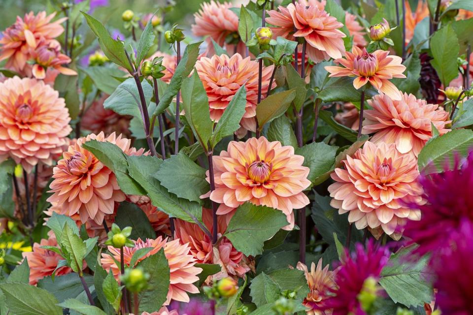 close up image of the beautiful summer flowering orange 'waterlily' dahlias and buds in soft sunshine