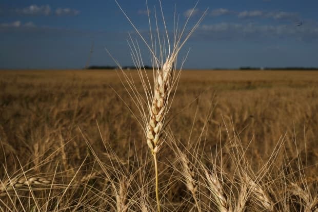 The summer drought created lower yields for Alberta farmers, who are now racing against the clock to get their crops off the field. (Shannon VanRaes/Bloomberg - image credit)