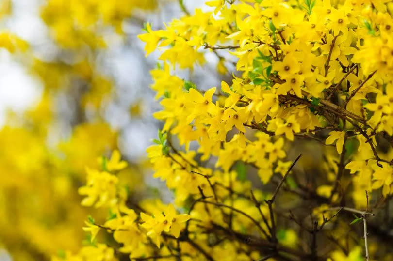 Forsythias -Credit:Getty Images/iStockphoto