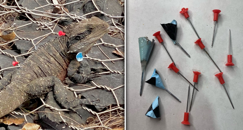 Wildlife rescuers were shocked to find multiple lizards pierced with darts. Source: Sydney Wildlife Rescue