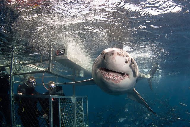 <p>Adam Bruzzone/Courtesy of Rodney Fox Shark Expeditions</p>