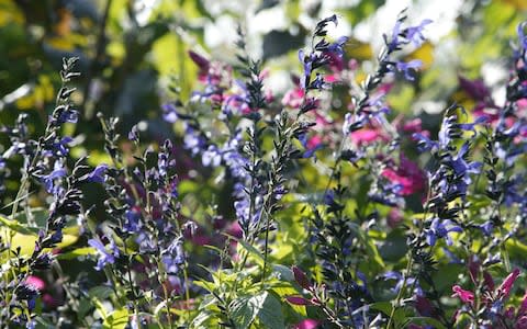 Salvia and aster beds - Credit: Roger Taylor