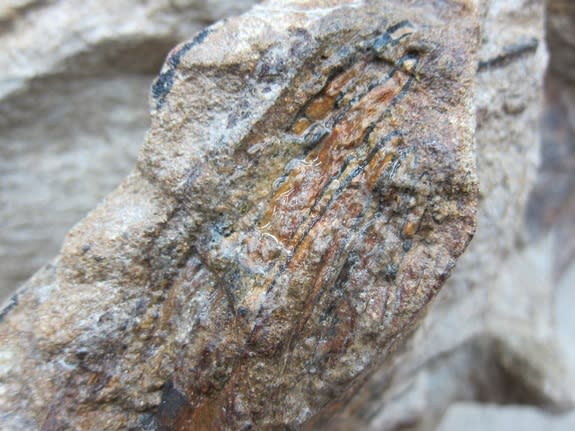 The teeth of the new apatosaur specimen. Volunteers at nearby Dinosaur Ridge, where this fossil was found, mistook these for crocodile teeth until 2003.