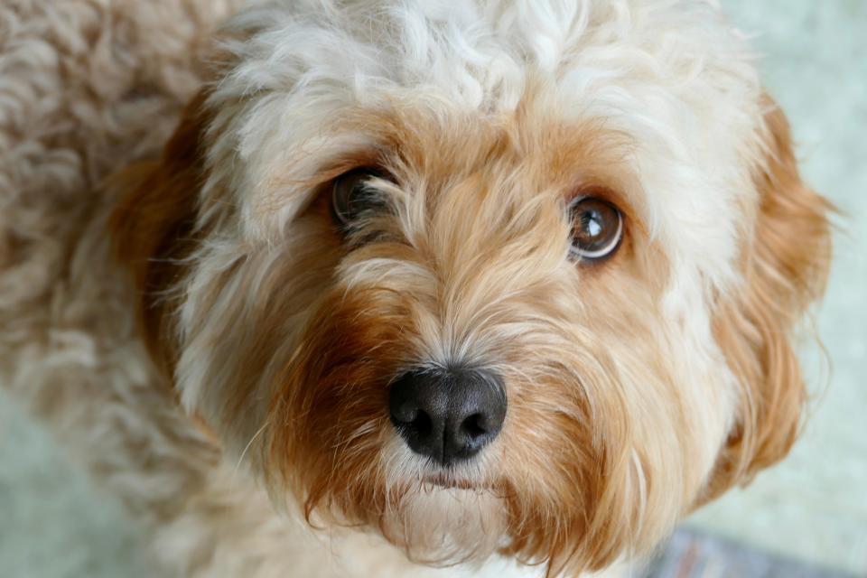 cavapoo puppy dog eyes