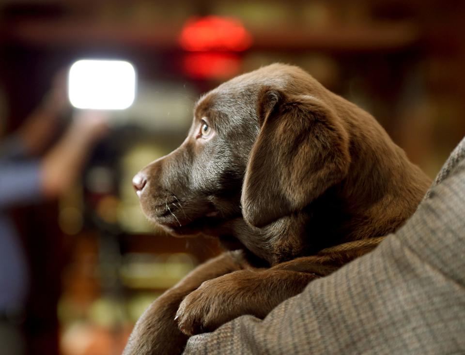 A Labrador Retriever puppy is shown to the press during a news conference February 22, 2016 in New York at the American Kennel Club (AKC) who revealed its much anticipated annual list of the countrys top dog breeds of 2015.  The Labrador retriever held its title of America's most popular dog breed for the 25th consecutive year continuing the longest reign as the nations top dog in AKC history. / AFP / Timothy A. CLARY        (Photo credit should read TIMOTHY A. CLARY/AFP via Getty Images)