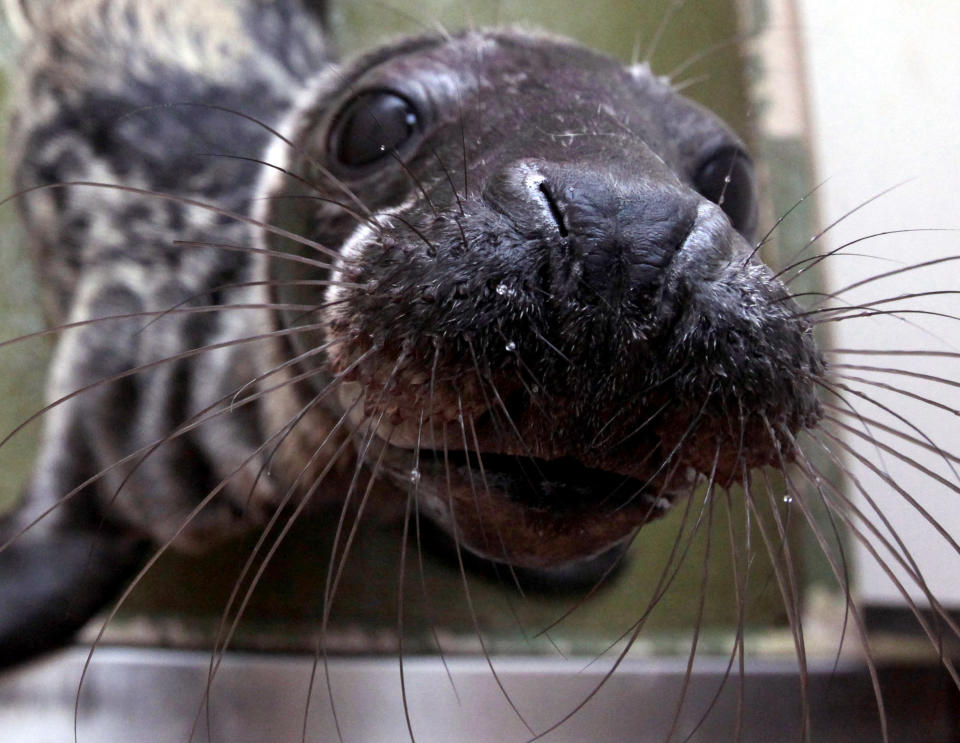 Seal pups