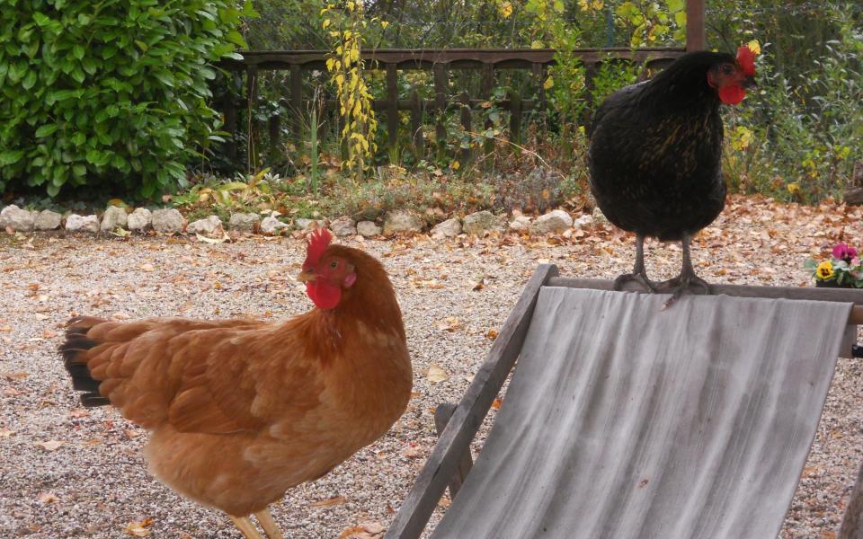 In addition to the many chickens, Ian has also had a pack of dogs, a number of cats, two horses and the world's most unfriendly collection of goats on his estate.