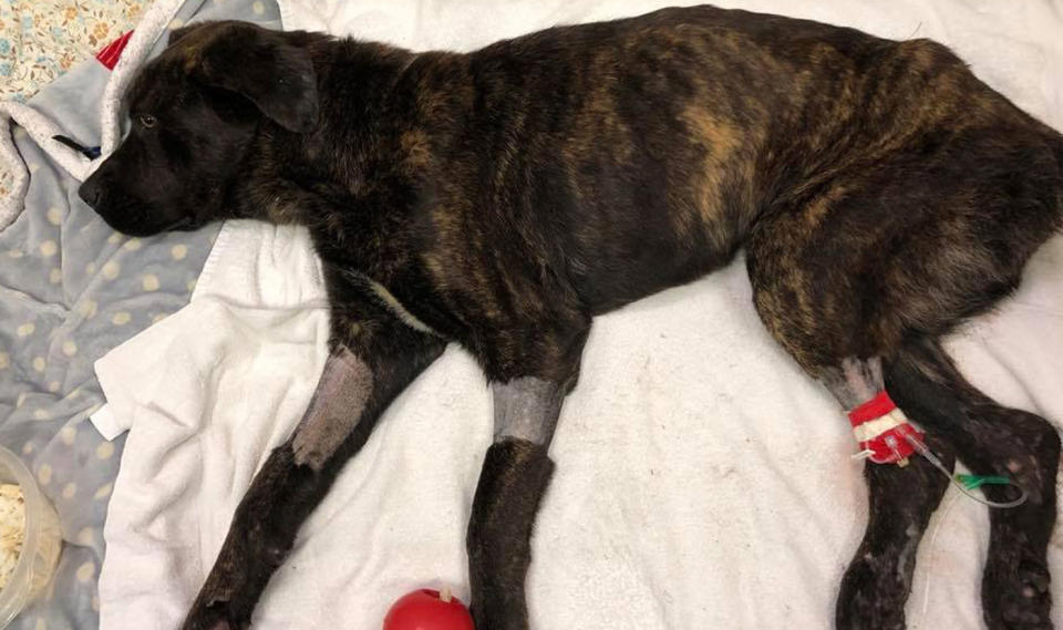 Champ, a one-year-old Mastiff mix, was found malnourished covered in maggots and worms tied to a tree at a home in South Carolina in August. The home owner, Elizabeth James, was left with the dog by her ex-boyfriend. Source: Rescue Dogs Rock NYC