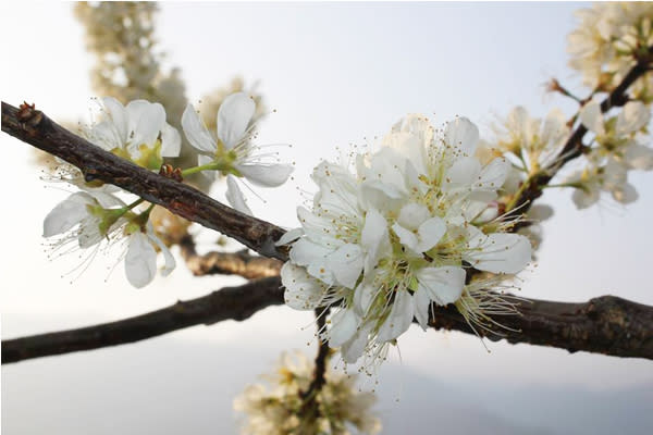 李花綻放盛開。(圖片來源／信義鄉草坪頭 玉山觀光茶園)