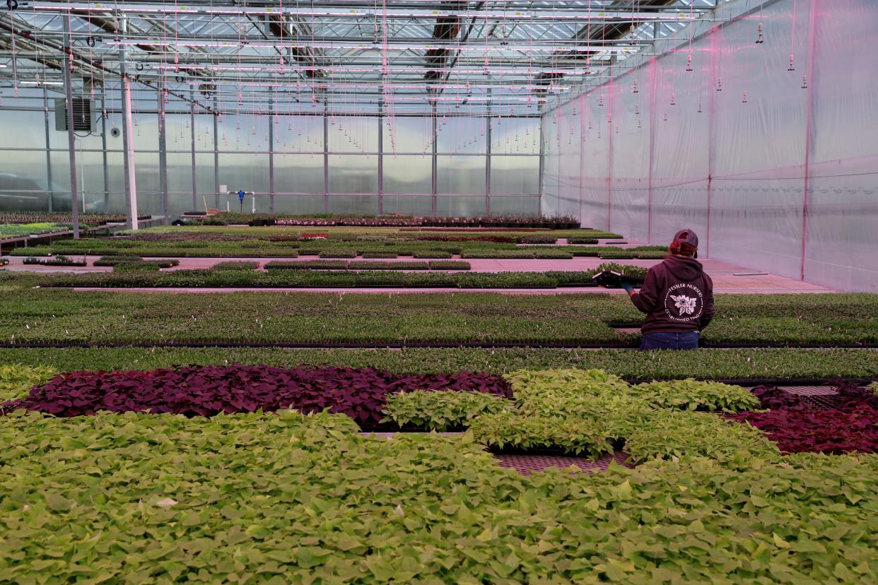 Al final del proceso de propagación, los trabajadores sacan bandejas de plantas anuales para enviarlas a mayoristas, en Fessler Nursery en Woodburn, Oregon, el miércoles 22 de febrero de 2023.