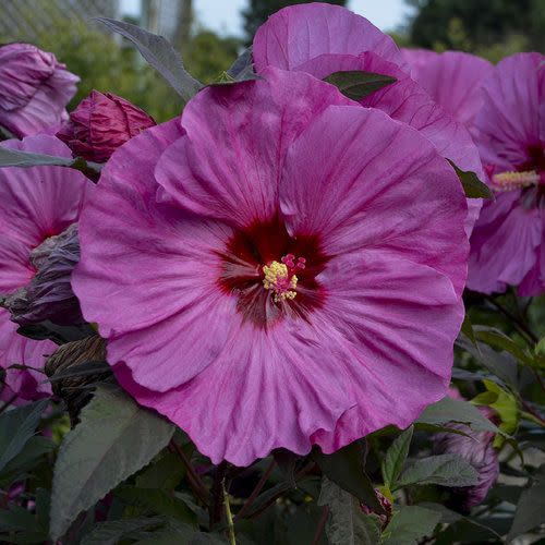 <p><a href="https://www.provenwinners.com/plants/hibiscus/summerific-berry-awesome-rose-mallow-hibiscus-hybrid" rel="nofollow noopener" target="_blank" data-ylk="slk:Shop Now;elm:context_link;itc:0;sec:content-canvas" class="link rapid-noclick-resp">Shop Now</a></p><p>Summerific 'Berry Awesome' Hardy Hibiscus</p><p>$18.99</p><p>provenwinners.com</p><span class="copyright">Proven Winners</span>