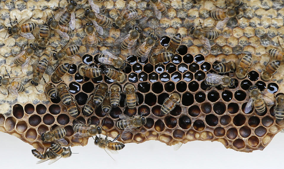 In this Wednesday, Oct. 16, 2013 photo, bees clamor on their honeycomb during a hive inspection in the Bedford-Stuyvesant section of Brooklyn, in New York. In this case, the bees are storing honey in a previously-used honeycomb they've sealed with a thin layer of wax so they can save their honey for consumption over the winter. (AP Photo/Kathy Willens)
