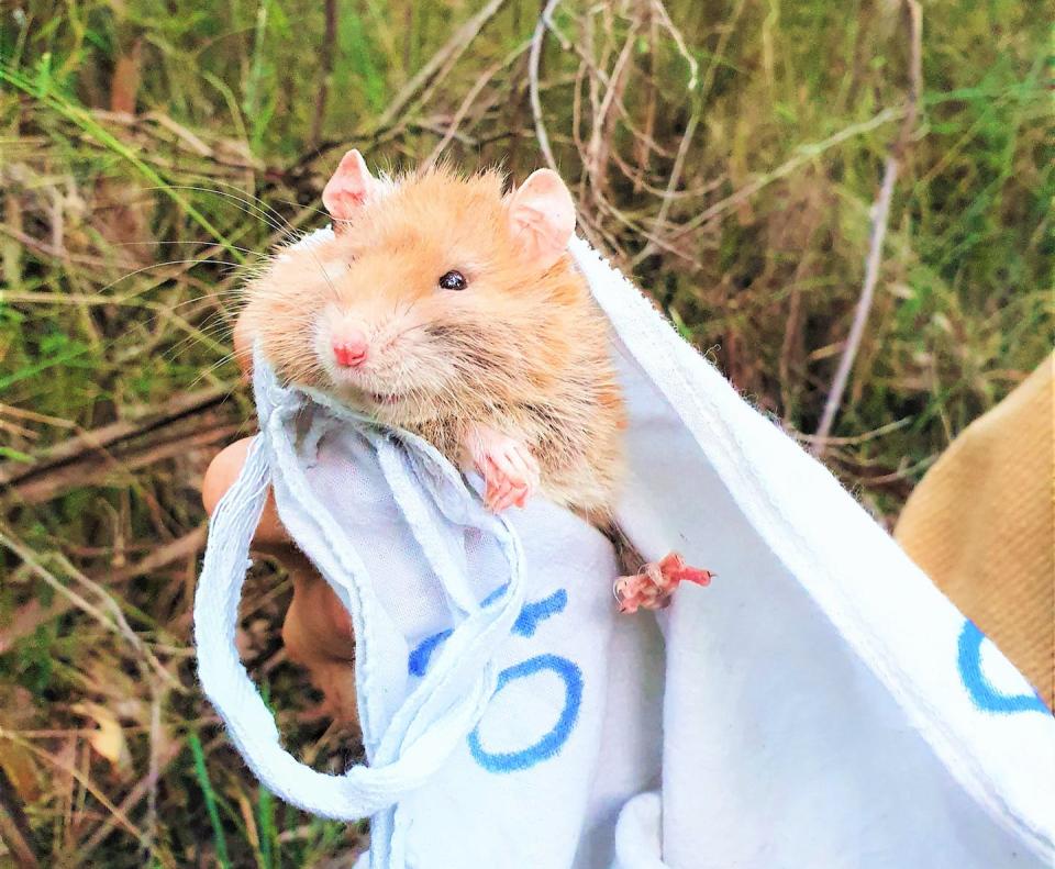 The albino bush rat (<em>Rattus fuscipes</em>) I captured in the Otways. Photo: Darcy Watchorn.