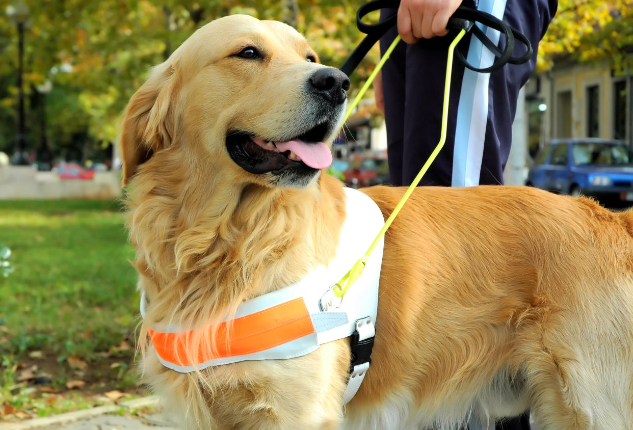 Blind people often need the support of trained dogs. (Getty Images)