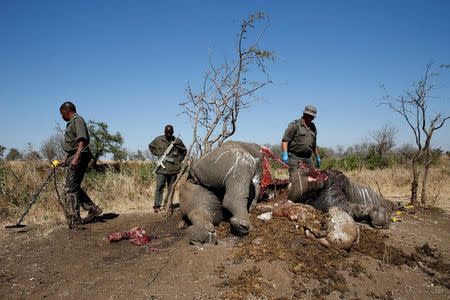 FILE PHOTO: A ranger looks on after performing a post mortem on the carcass of a rhino after it was killed for its horn by poachers in the Kruger National Park, South Africa August 27, 2014. REUTERS/Siphiwe Sibeko/File Photo