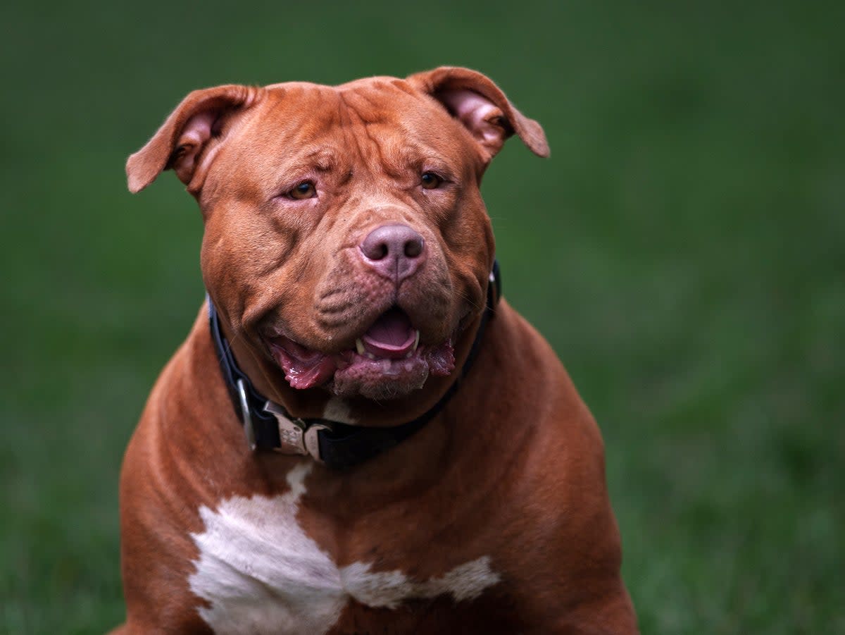 Police have seized the suspected XL Bully (not pictured) after the incident in Brazil Street in Hull  (Getty)