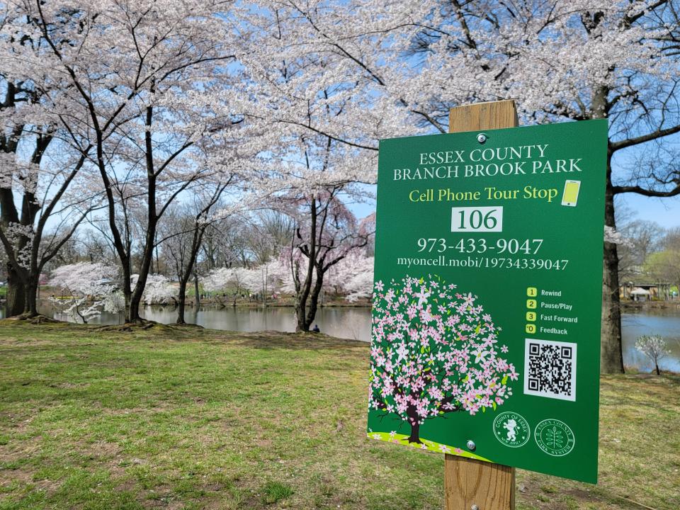 A green sign nailed to a wooden post and designed with an illustration of cherry blossom tree reads "Essex County Branch Brook Park, Cell Phone Tour Stop 106" with the option to scan a QR code or call 973-433-9047.