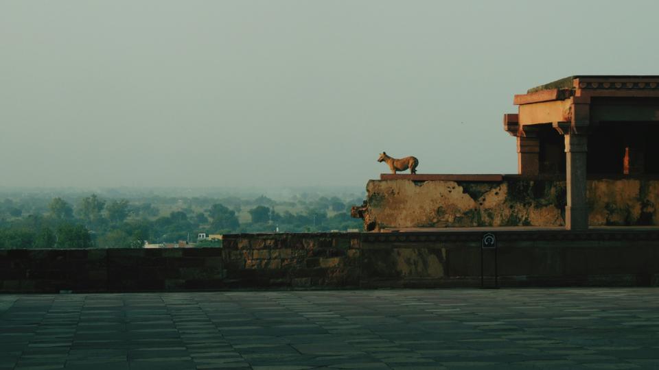 A stray dog on top of an abandoned building.