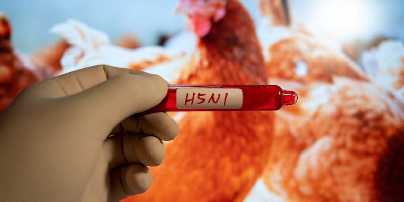 Vogelgrippe H5N1. (Bild: Getty Images)