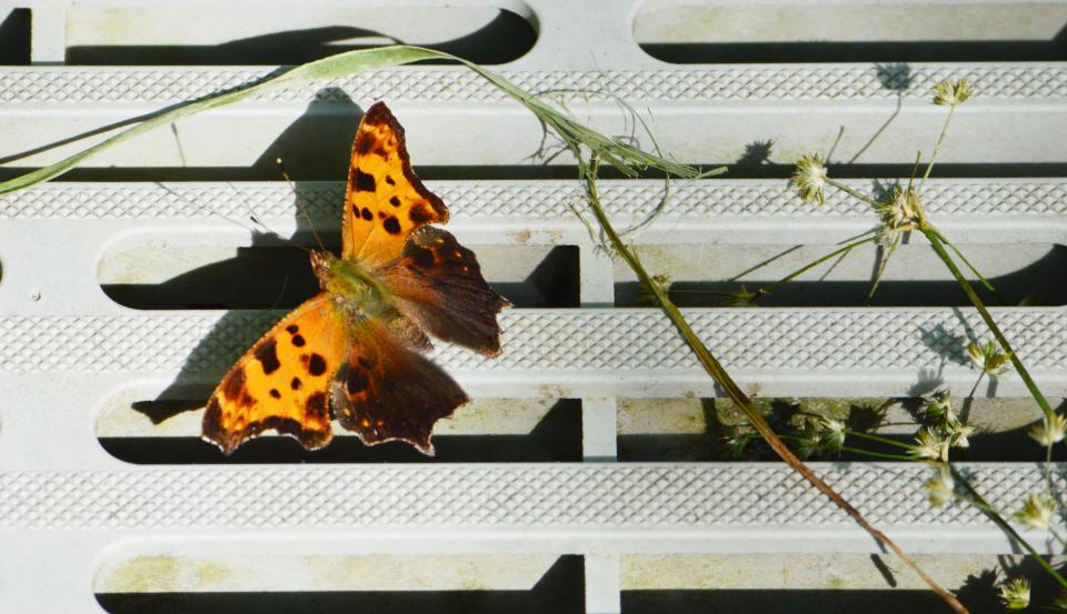 An anglewinged butterfly landed on the boardwalk at Beanblossom Bottoms Nature Preserve during the June 4, 2022, bioblitz.